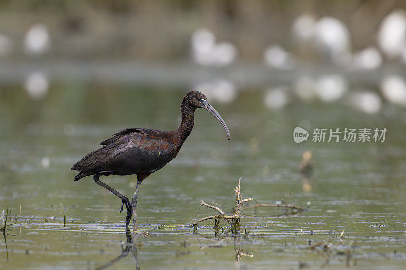 朱鹮(Plegadis falcinellus)